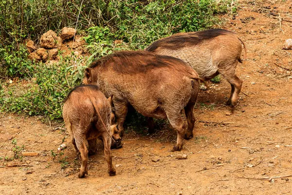 Nairobi, Kenya Sep 06, 2018: Zürafa Merkezi sadece Doğu Afrika 'nın çayırlarında bulunan savunmasız zürafayı korumak için kuruldu..