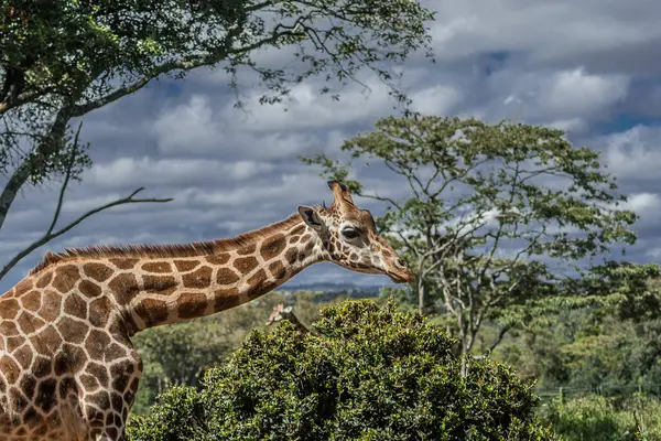 Nairobi, Kenya Sep 06, 2018: Zürafa Merkezi sadece Doğu Afrika 'nın çayırlarında bulunan savunmasız zürafayı korumak için kuruldu..