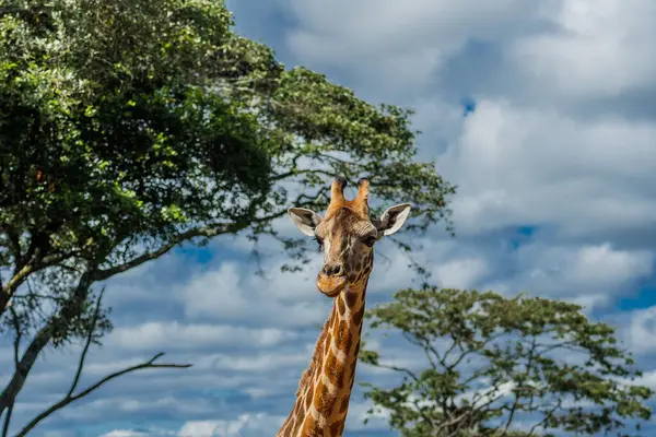 Nairobi, Kenya Sep 06, 2018: Zürafa Merkezi sadece Doğu Afrika 'nın çayırlarında bulunan savunmasız zürafayı korumak için kuruldu..