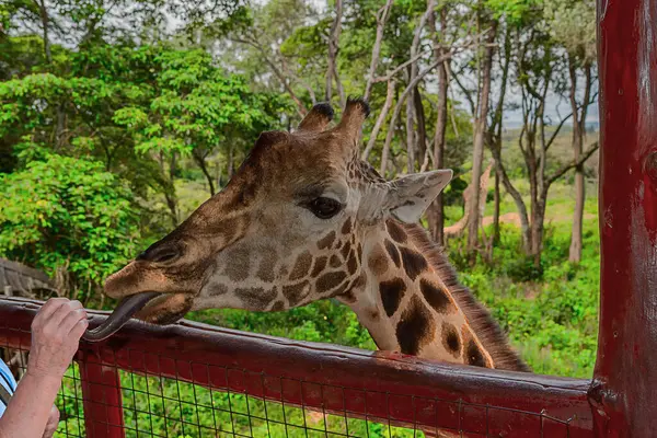 Nairobi, Kenya Sep 06, 2018: Zürafa Merkezi sadece Doğu Afrika 'nın çayırlarında bulunan savunmasız zürafayı korumak için kuruldu..
