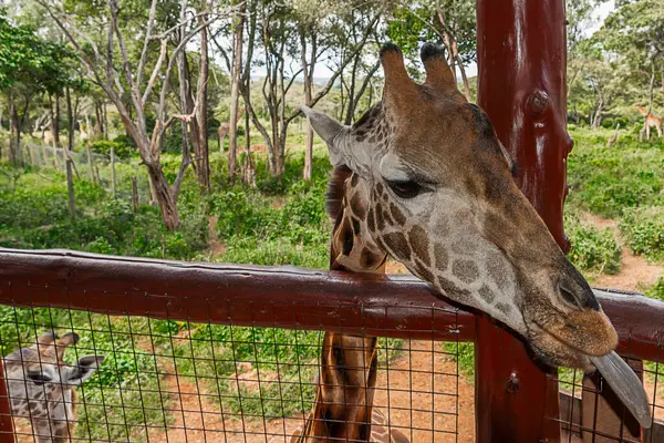 Nairobi, Kenya Sep 06, 2018: Zürafa Merkezi sadece Doğu Afrika 'nın çayırlarında bulunan savunmasız zürafayı korumak için kuruldu..