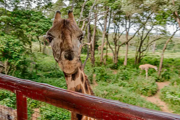 Nairobi, Kenya Sep 06, 2018: Zürafa Merkezi sadece Doğu Afrika 'nın çayırlarında bulunan savunmasız zürafayı korumak için kuruldu..