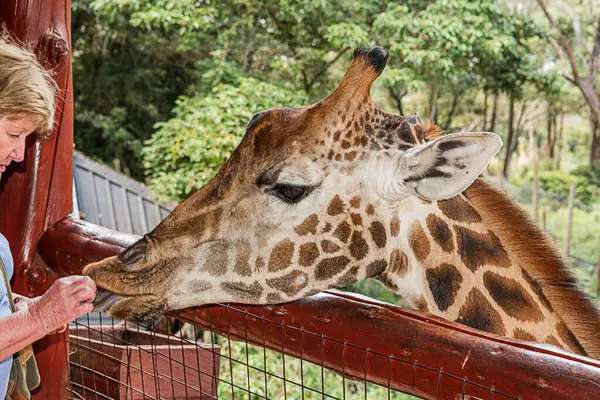 Nairobi, Kenya Sep 06, 2018: Zürafa Merkezi sadece Doğu Afrika 'nın çayırlarında bulunan savunmasız zürafayı korumak için kuruldu..
