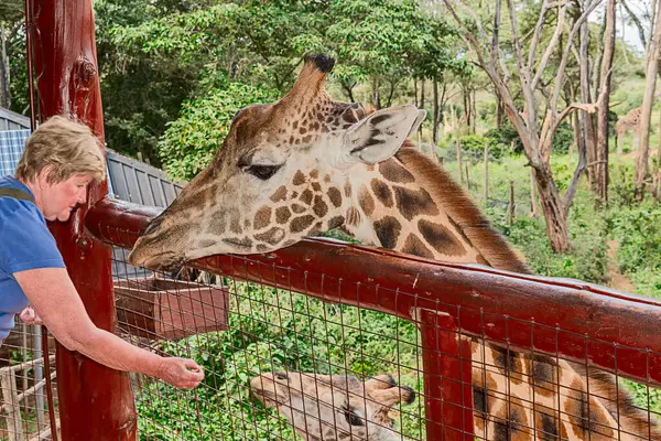 Nairobi, Kenya Sep 06, 2018: Zürafa Merkezi sadece Doğu Afrika 'nın çayırlarında bulunan savunmasız zürafayı korumak için kuruldu..