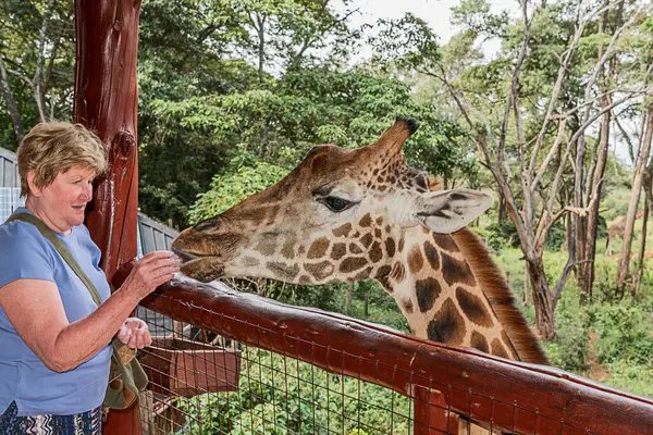 Nairobi, Kenya Sep 06, 2018: Zürafa Merkezi sadece Doğu Afrika 'nın çayırlarında bulunan savunmasız zürafayı korumak için kuruldu..