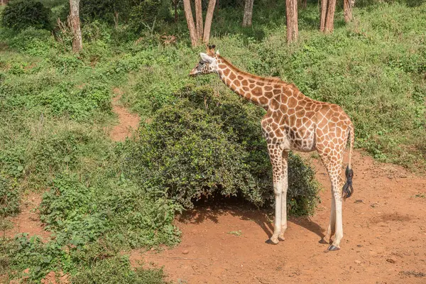 Nairobi, Kenya Sep 06, 2018: Zürafa Merkezi sadece Doğu Afrika 'nın çayırlarında bulunan savunmasız zürafayı korumak için kuruldu..