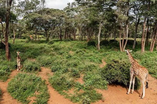 Nairobi, Kenya Sep 06, 2018: Zürafa Merkezi sadece Doğu Afrika 'nın çayırlarında bulunan savunmasız zürafayı korumak için kuruldu..