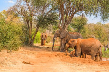 Zambiya, Afrika Sep 09, 2018: Filler, Zambezi Nehri boyunca sık sık geçtikleri, yiyecek ve su kaynaklarına ulaşmak ve sürüleri içindeki sosyal bağlantılarını sürdürmek gibi çeşitli nedenlerden ötürü sık sık rastlanan bir manzaradır..
