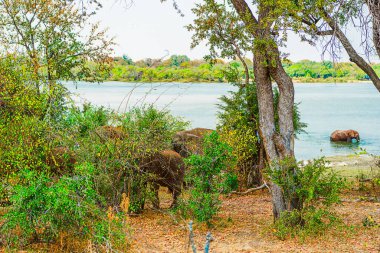 Zambiya, Afrika Sep 09, 2018: Filler, Zambezi Nehri boyunca sık sık geçtikleri, yiyecek ve su kaynaklarına ulaşmak ve sürüleri içindeki sosyal bağlantılarını sürdürmek gibi çeşitli nedenlerden ötürü sık sık rastlanan bir manzaradır..