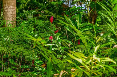 Barbados 'un Andromeda Botanik Bahçeleri bu güzel adanın iç cennetini gösteriyor.. 