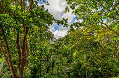 Barbados 'un Andromeda Botanik Bahçeleri bu güzel adanın iç cennetini gösteriyor.. 