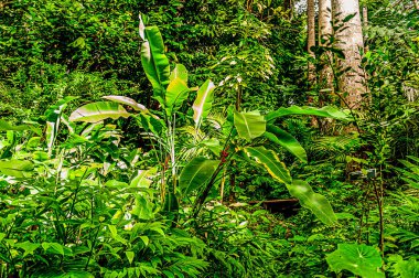 Barbados 'un Andromeda Botanik Bahçeleri bu güzel adanın iç cennetini gösteriyor.. 