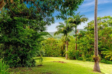 Barbados 'un Andromeda Botanik Bahçeleri bu güzel adanın iç cennetini gösteriyor.. 