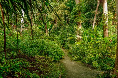 Barbados 'un Andromeda Botanik Bahçeleri bu güzel adanın iç cennetini gösteriyor.. 