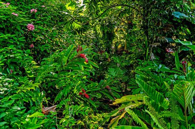 Barbados 'un Andromeda Botanik Bahçeleri bu güzel adanın iç cennetini gösteriyor.. 