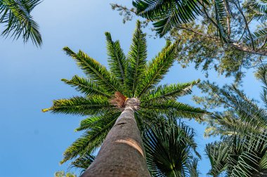 Barbados 'un Andromeda Botanik Bahçeleri bu güzel adanın iç cennetini gösteriyor.. 