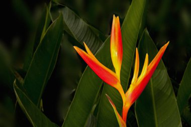 Barbados 'un tropikal iklimi yemyeşil bahçeler ve çarpıcı çeşitlilikteki tropikal bitkiler, çiçekler ve güzel orkideler için olanak sağlar. : Heliconia