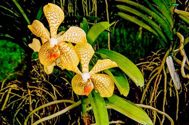 Barbados 'un tropikal iklimi yemyeşil bahçeler ve çarpıcı çeşitlilikteki tropikal bitkiler, çiçekler ve güzel orkideler için olanak sağlar. : Belirtilmemiş türlerin orkidesi.