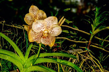 Barbados 'un tropikal iklimi yemyeşil bahçeler ve çarpıcı çeşitlilikteki tropikal bitkiler, çiçekler ve güzel orkideler için olanak sağlar. : Belirtilmemiş türlerin orkidesi.