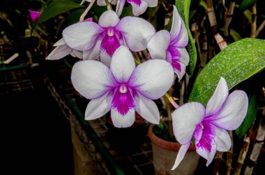 Barbados 'un tropikal iklimi yemyeşil bahçeler ve çarpıcı çeşitlilikteki tropikal bitkiler, çiçekler ve güzel orkideler için olanak sağlar. : Belirtilmemiş türlerin orkidesi.