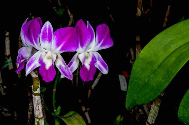 Barbados 'un tropikal iklimi yemyeşil bahçeler ve çarpıcı çeşitlilikteki tropikal bitkiler, çiçekler ve güzel orkideler için olanak sağlar. : Belirtilmemiş türlerin orkidesi.