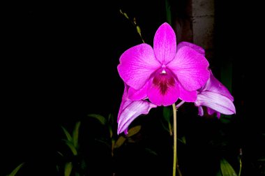 Barbados 'un tropikal iklimi yemyeşil bahçeler ve çarpıcı çeşitlilikteki tropikal bitkiler, çiçekler ve güzel orkideler için olanak sağlar. : Belirtilmemiş türlerin orkidesi.