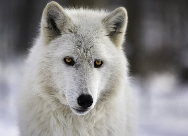 Görkemli bir kutup kurdu dikkatle bakar, kalın beyaz kürkü karlı kış manzarasına karışır. Keskin detaylarla yakalanan kurtların altın gözleri dingin, buzlu zemin üzerinde dimdik duruyor. Bir güç, yalnızlık ve vahşi yaşam sembolü..