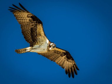 An osprey soars through a vivid blue sky with wings fully extended. Captured mid-flight, this raptor's intense gaze and sharp detail highlight its power, grace, and precision  a striking symbol of freedom and aerial mastery.
