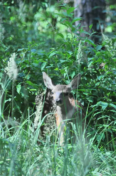 Çalılıklarda bir yavru.