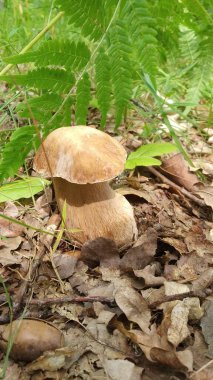 Ormanda büyüyen beyaz mantar