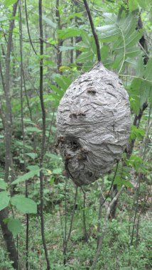 Bir eşekarısı yuvası ormanda bir ağaca asılmış.
