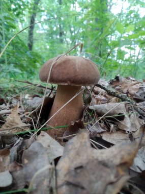 Ormanda büyüyen beyaz mantar.