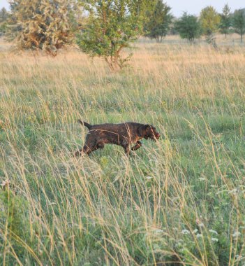 Alman Drathaar bir kuş standında