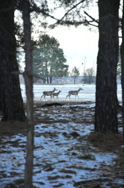 Geyik kışın ormanın kenarında