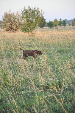 Alman Drathaar bir kuş standında