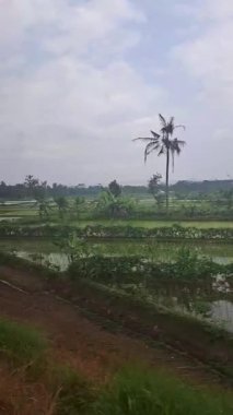 Batı Java, Endonezya 'daki hareket halindeki bir trenden gelen pirinç tarlalarının manzarası, doğal güzellikleri ve huzurlu kırsal manzaraları vurguluyor..