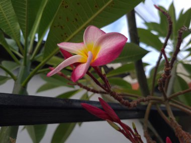 Parlak pembe frangipani çiçekleri bir çiti süslüyor, şehir manzarasına canlı renk ve cazibe katıyor..