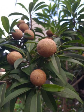 Neredeyse olgunlaşmış sapodilla meyveleri ağaçta asılı, hasat edilmeye ve eğlenmeye hazır, bereketli bir ortamda ödüllendirilmeye hazır..