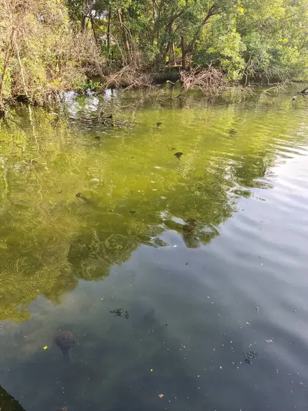 Bereketli mangrov ormanı berrak bir gökyüzü altında güneşlenerek Endonezya 'nın zengin ve canlı doğal kıyı şeridinin ortasında huzurlu bir sahil sığınağı ve sessiz bir kaçış sağlar..