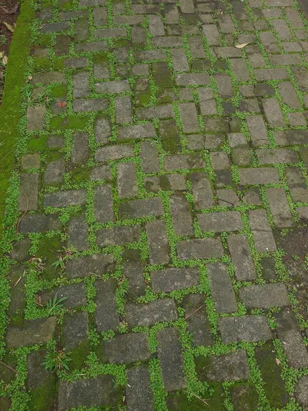 Beton bloklar canlı yeşil bitkiler tarafından yavaş yavaş geri kazanıldı. Doğaları sessiz sedasız ele geçiriliyor. Bu da bize hayatın en kentsel ve sertleştirilmiş alanlarda bile nasıl bir yol bulduğunu hatırlatıyor..