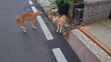 İki parlak renkli turuncu kedi, Endonezya 'da sakin bir yerleşim yerinde kavga etmeye hazırlanıyor. Her gün görülen şehir ortamında kedi davranışlarını gösteren gergin bir an..