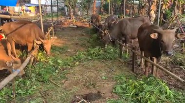 Bir inek sürüsü, sıcak ahırlarında hevesle yemek yiyerek yem oluğunda toplanıyor. Sahne sakin ama hayat dolu gerçek bir kırsal cazibe ve içerikli çiftlik hayvanı anı.