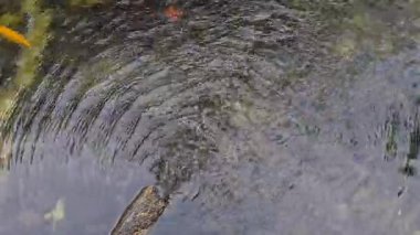 Yukarıdan bakıldığında suyun bir kaynaktan koi havuzuna aktığını ve sakin yüzeyde hafif dalgalanmalar yarattığını görüyoruz..