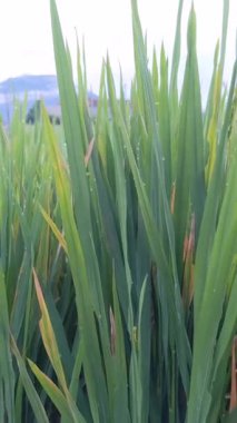 Sabahları bir çekirgeye yakın çekim, ardından manzaralı pirinç tarlaları ve yumuşak erken ışık altındaki uzak dağlar, huzurlu kırsal yaşamı yakalıyor..