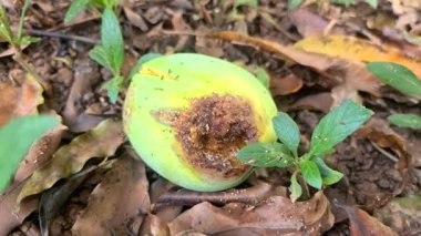 Çürümüş bir mango yerde yatıyor, çürümüş yüzeyi bir meyve sineği sürüsünü çekiyor. Doğal koşullarda besin bozulması ve böcek aktivitelerine canlı bir bakış..