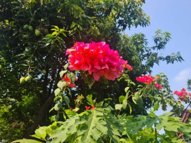 Canlı kırmızı bougainvillea çiçekleri yemyeşil mango yaprakları ve papaya ağaçları arasında ışıl ışıl açar. Doğanın renkli bir tropikal uyumu ve kontrastı..