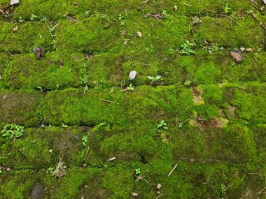 Yeşil yosun, nemli bir açık hava ortamında, taştan bir zemini kaplar, zengin desenli, canlı renkte ve doğal arka plan ve dokular için ideal, gür, organik bir görünüme sahip yoğun bir doğal halı yaratır..