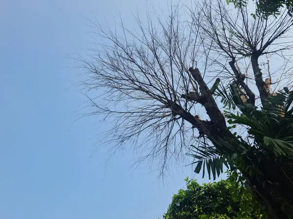 Yapraksız bir ağaç, çıplak dalları ve gövdesi ile dimdik durur, berrak bir mavi gökyüzüne karşı saf bir siluet oluşturur, doğanın ve geçişin minimum, mevsimsel bir manzarası.