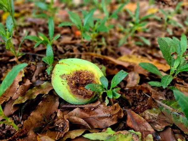 Çürüyen ve gözle görülür çürükleri olan bir mango yerde yatıyor. Bozulmuş bölgede birden fazla meyve sineği çekiyor. Açık havada doğal meyve çürümesini gösteriyor..
