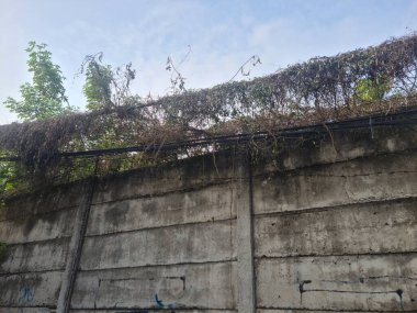 Aşırı büyümüş sarmaşıklar elektrik kablolarına ağırlık verip yol kenarındaki duvarlara doğru bükerek şehir ihmalkârlığını ve doğanın sessiz sedasız ele geçirmesini engelliyor..